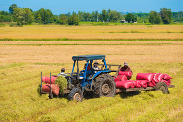 tractor collects sacks with harvested rice