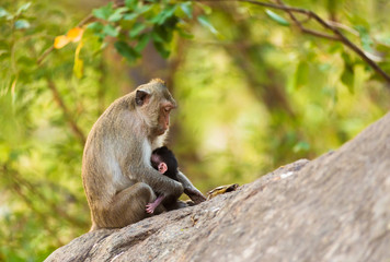 monkey sits on stone holding its baby