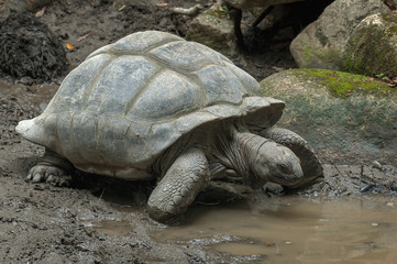 Galapagos tortoise crawling in the mud.