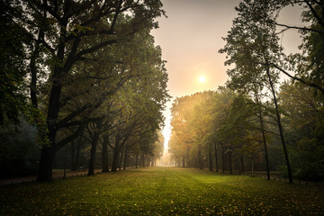 fog in the park on an autumn day