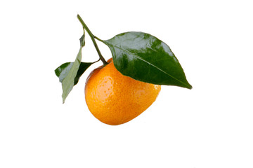 Mandarins with green leaves on a white background