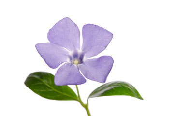 Periwinkle flower isolated on white background