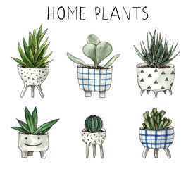 watercolor home plants. hand painting isolated elements.