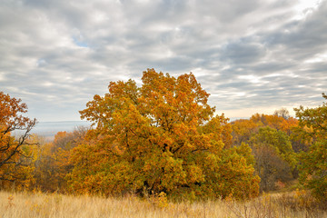 Fototapeta premium Autumn landscape. View of the forest with yellow foliage against the background of a cloudy sky.
