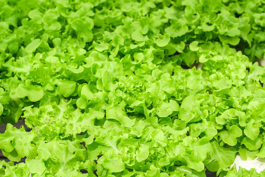 Fresh green oak and red oak salad, healthy salad leaf