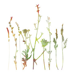 Meadow grasses, herbs and flowers outlines in watercolor style.