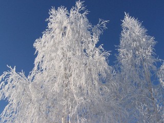 white tree in hoar frost on blue sky background sunny day