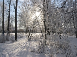 winter sunny day in the park