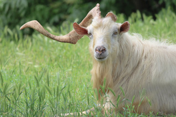 Fototapeta premium A goat with one horn