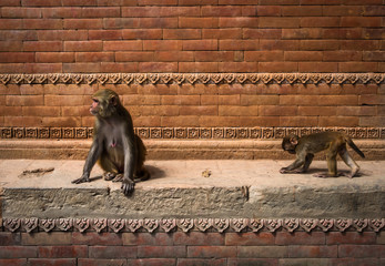 Monkeys in Pashupatinath Temple in Kathmandu, Nepal.
