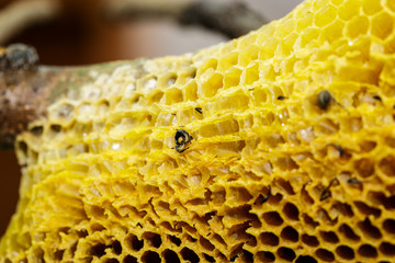 FresFresh honeycomb it have bee keep in nature.