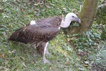 Adler