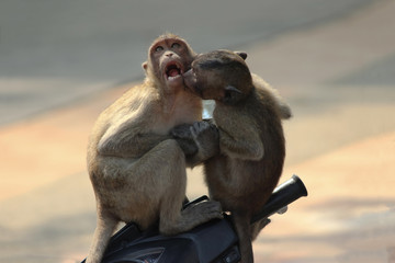 kissing monkeys love © Marina