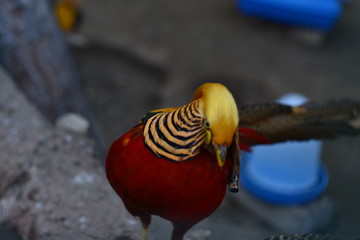 yellow pheasant
