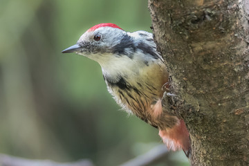 Close-up portrait of male spotted woodpecker (Leiopicus medius) sitting on a branch looking at a soft background