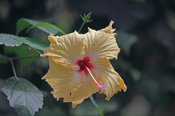 Hibiskus © Asray Laleike