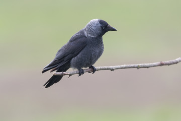 Western jackdaw