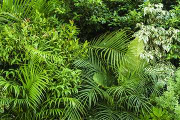 Naklejka na ściany i meble Variety of plants decorated in the garden