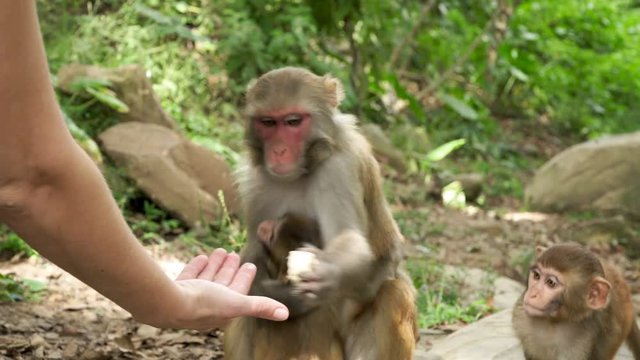 The monkey's mother takes food from the person's hand. A family of monkeys in the wild jungles of Asia. Wild monkeys live in the forests of Nepal and India.