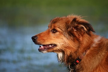 brauner Border Collie im Park