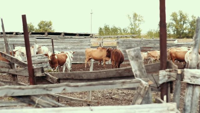 Herd of cows on ranch at livestock farm. Breeding milk cattle on animal farm