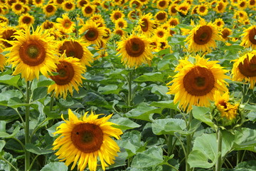 field with common sunflowers (Helianthus annuus)