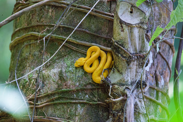 Serpent - Costa RIca