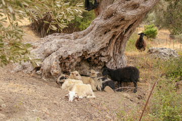 Schafe, Ziegen, Herde, Olivenbaum, Kreta