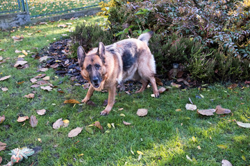 German Shepherd dog in a residential garden