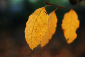 Three autumn leaves