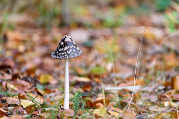Black and white, big hatted, mushroom in the autumn leaves