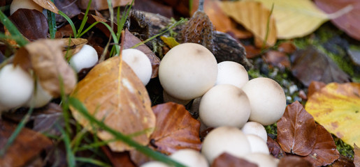 Round white fungus or mushroom in the autumn leaves