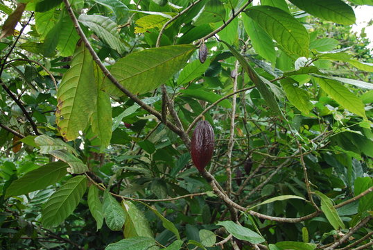 Cabosse de cacaoyer