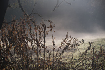 Mist in the autumn sunrise