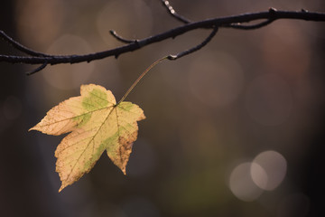 Single autumn leaf left on the branch in the sunrise sun