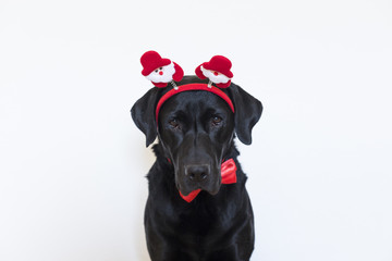 portrait of a young beautiful black labrador wearing a santa diadem, red bowtie and looking at the...