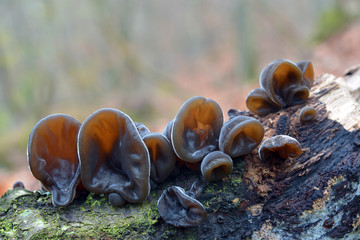 auricularia auricula-judae fungus © Ionescu Bogdan