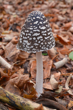 coprinopsis picacea mushroom