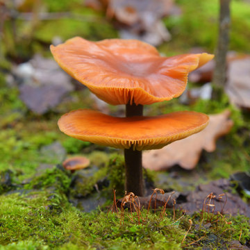 flammulina velutipes, enokitake mushroom