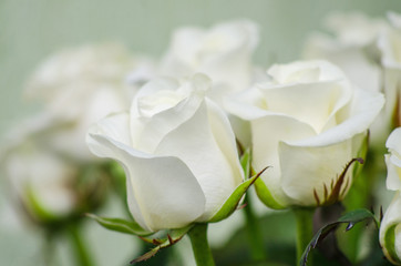 Obraz na płótnie Canvas two white roses