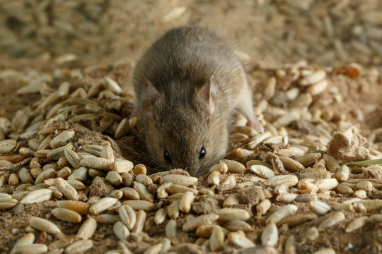 Closeup small  vole mouse digs a fossa on the field and looks at camera. Concept of fighting with rodents.