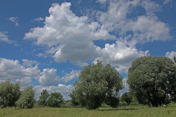 Fototapeta na wymiar sommerwiese mit weißen wolken