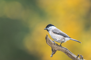Marsh tit (Poecile palustris), sitting on a branch looking at a soft background