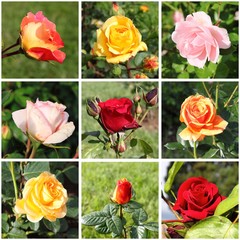Collage of beautiful roses