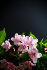 Beautiful pink flowers Weigela