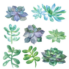 Watercolor collection of succulents