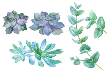Big flower collection. Watercolor illustration with succulents and eucalyptus