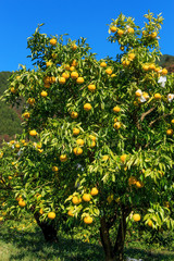 Yuzu on the tree in Tokushima