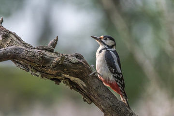 Great Spotted Woodpecker (Dendrocopos major), sitting on a branch looking at a soft background