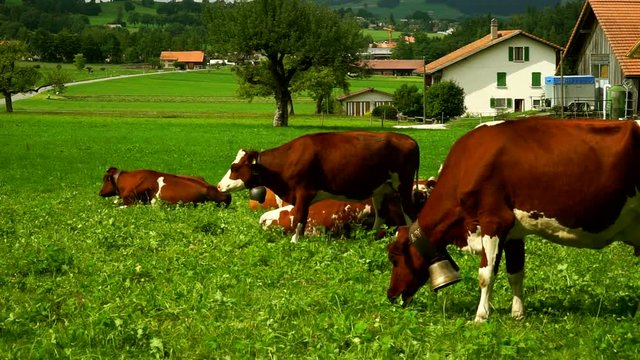 Cows with a bells grazing on Alpine meadows in the district of Gruyeres, Switzerland.